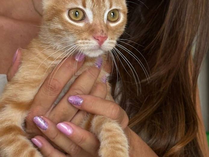 Vuoi adottare un gatto a Palermo?