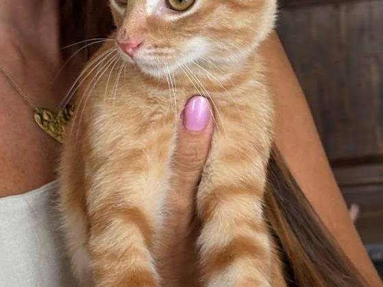 Adotta il gatto MIELE a Palermo