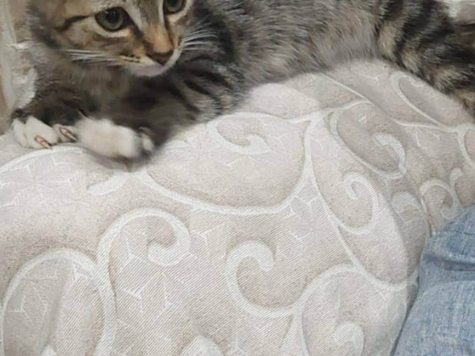 Adozione gatto, maschio, Razza sconosciuta Razza sconosciuta, 1 mesi, taglia non valida, Napoli