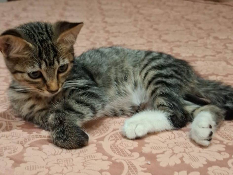 Adotta un gatto, maschio, 1 mesi, Napoli