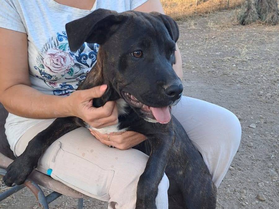 Adozione cane, femmina, Corso Razza sconosciuta, 4 mesi, taglia grande, Foggia