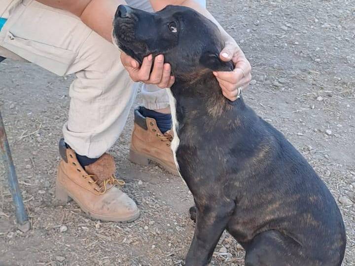 Adotta un cane, femmina, 4 mesi, Foggia