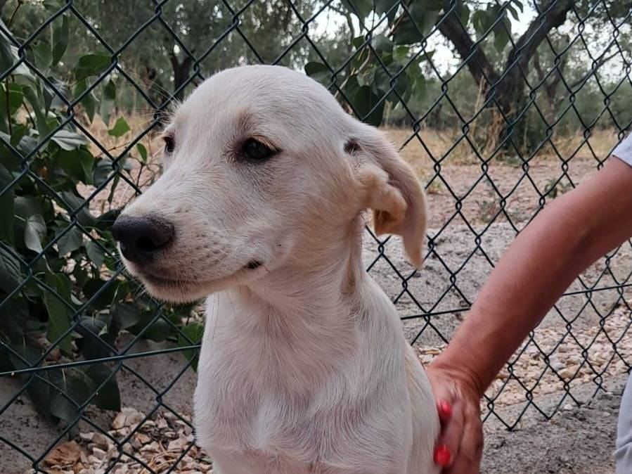 Adozione cane, maschio, Razza sconosciuta Razza sconosciuta, 3 mesi, taglia media, Foggia