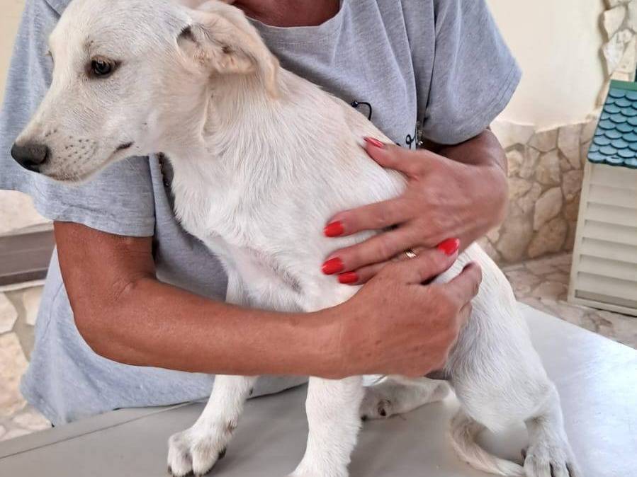 Adotta un cane, taglia media, maschio, Foggia