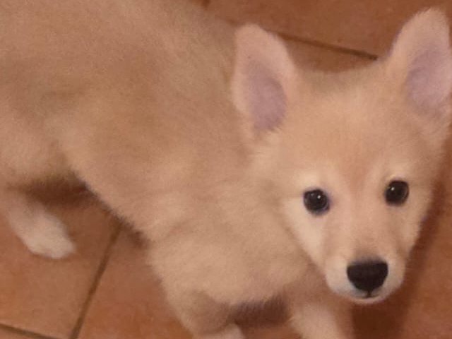 Adozione cane, maschio, Volpino di Pomerania Razza sconosciuta, 1 mesi, taglia piccola, Pavia