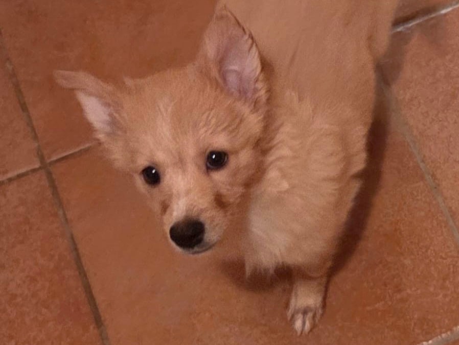 Adozione cane, femmina, Volpino di Pomerania Razza sconosciuta, 3 mesi, taglia piccola, Pavia