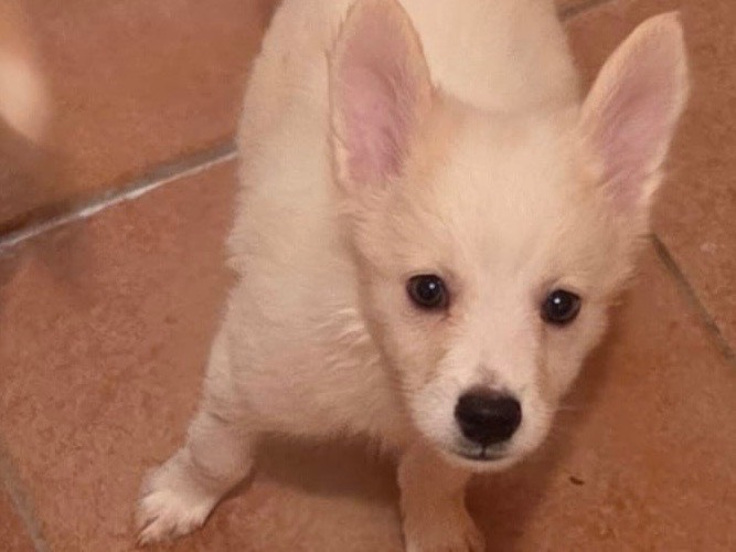 Adozione cane, femmina, Volpino di Pomerania Razza sconosciuta, 2 mesi, taglia piccola, Pavia