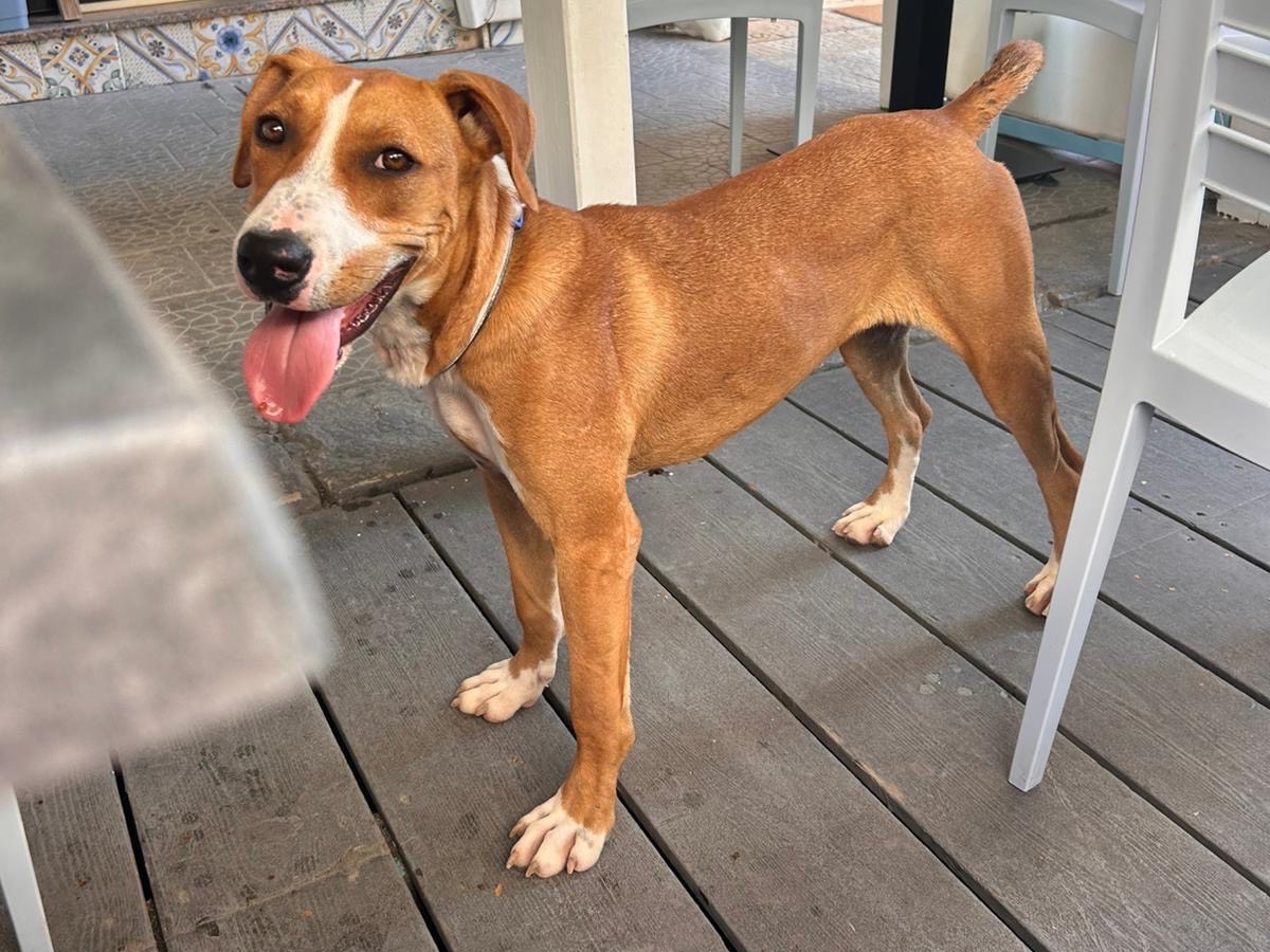 Vuoi adottare un cane a Siracusa?