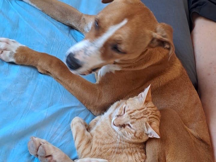 Adotta il cane Aisha  a Siracusa