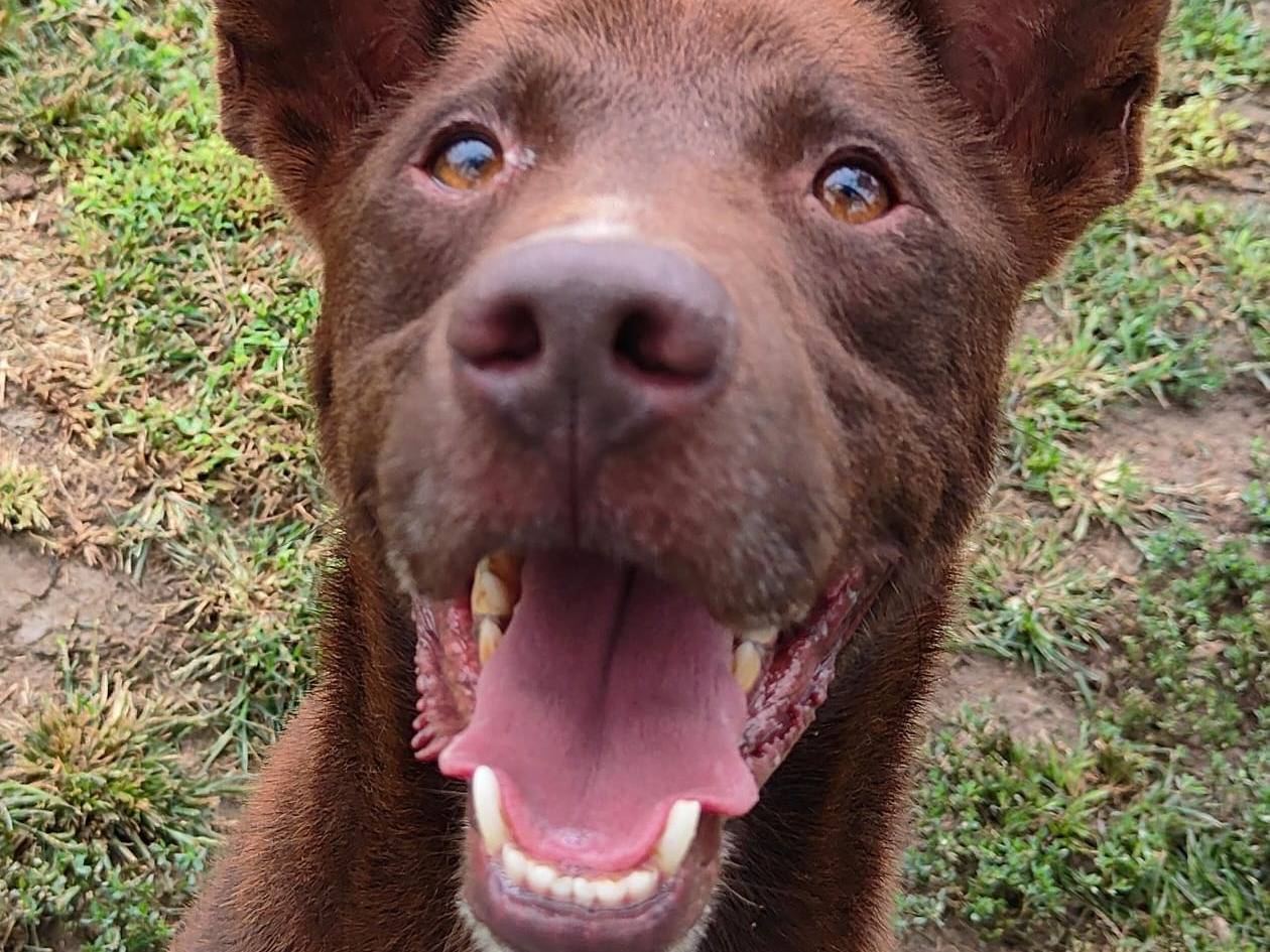 Adotta il cane Aron a Pavia