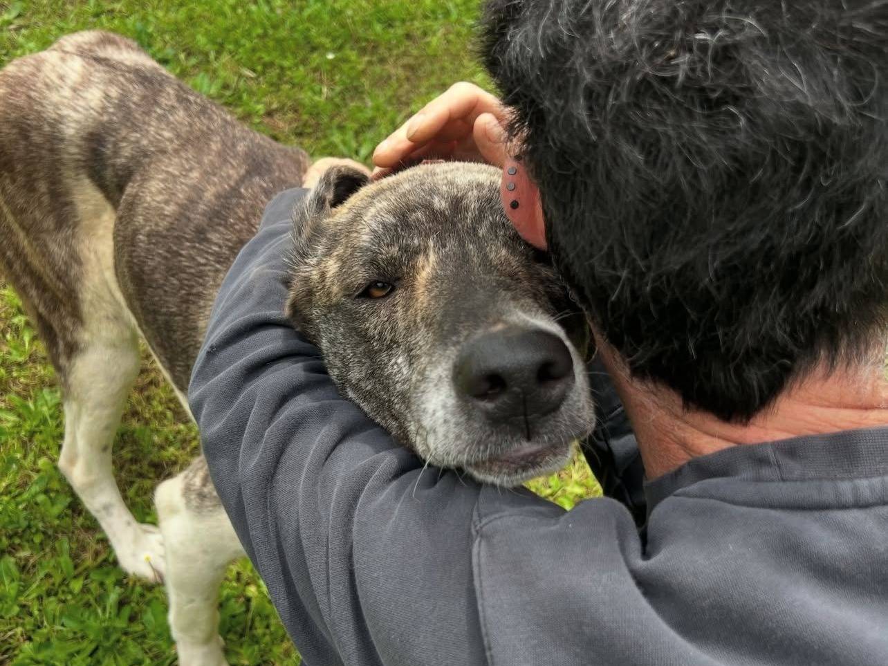 Adotta il cane Luna grigia e bianca  a Roma