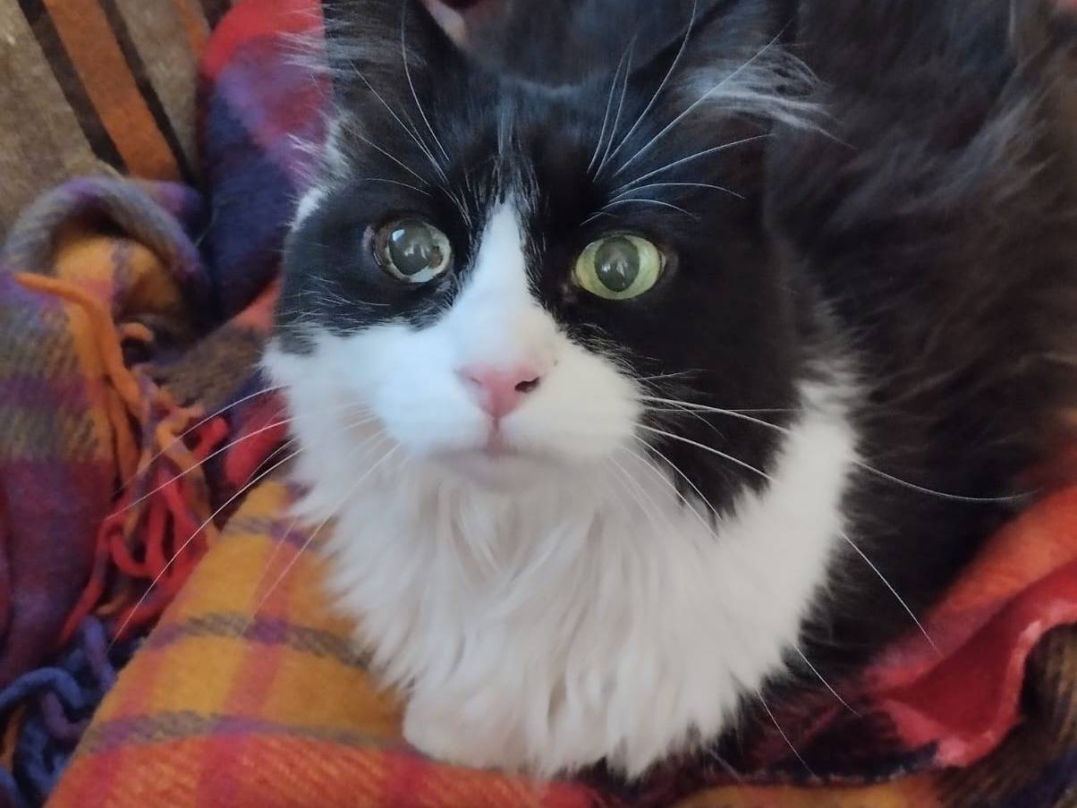 Adozione gatto, femmina, Razza sconosciuta Razza sconosciuta, 15 anni e 10 mesi, taglia non valida, Napoli