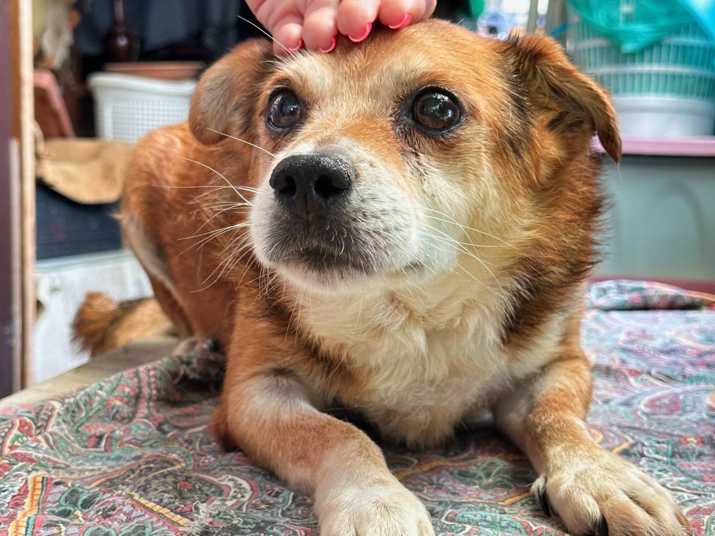 Adozione cane, maschio, Razza sconosciuta Razza sconosciuta, 6 anni, taglia piccola, Benevento