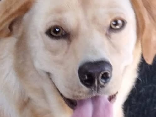 Adozione cane, maschio, Razza sconosciuta Razza sconosciuta, 2 anni e 3 mesi, taglia media, Siena