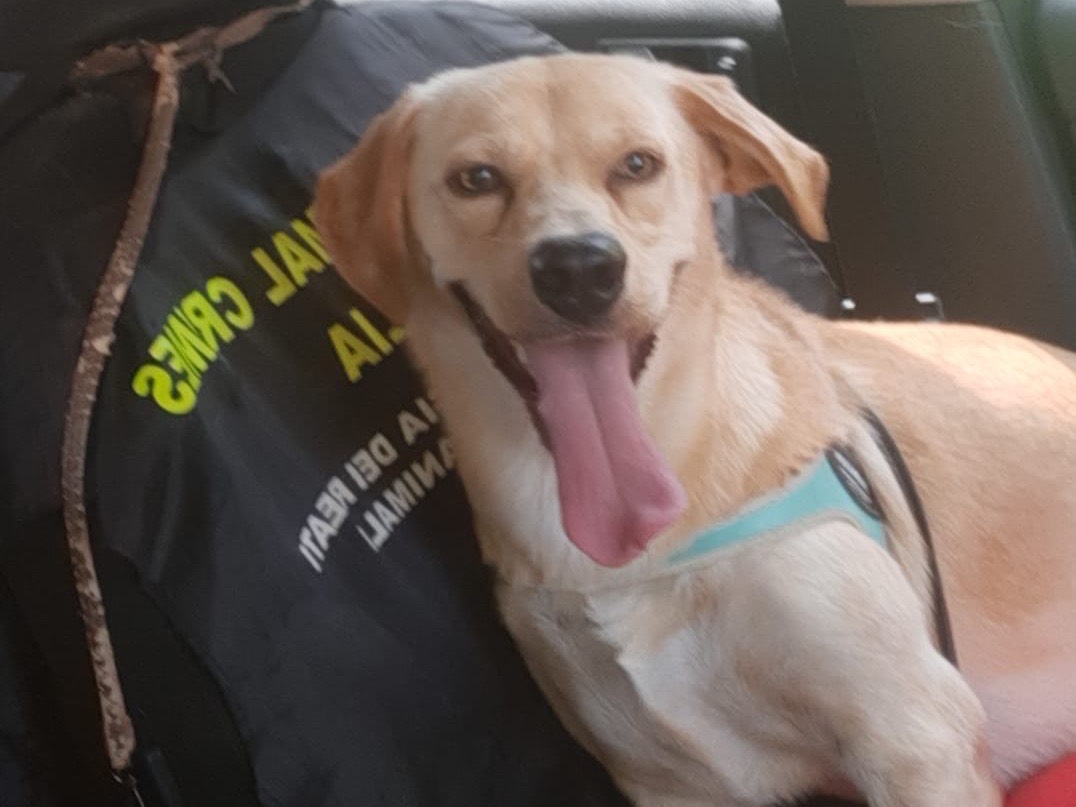 Adotta un cane, maschio, 2 anni e 3 mesi, Siena