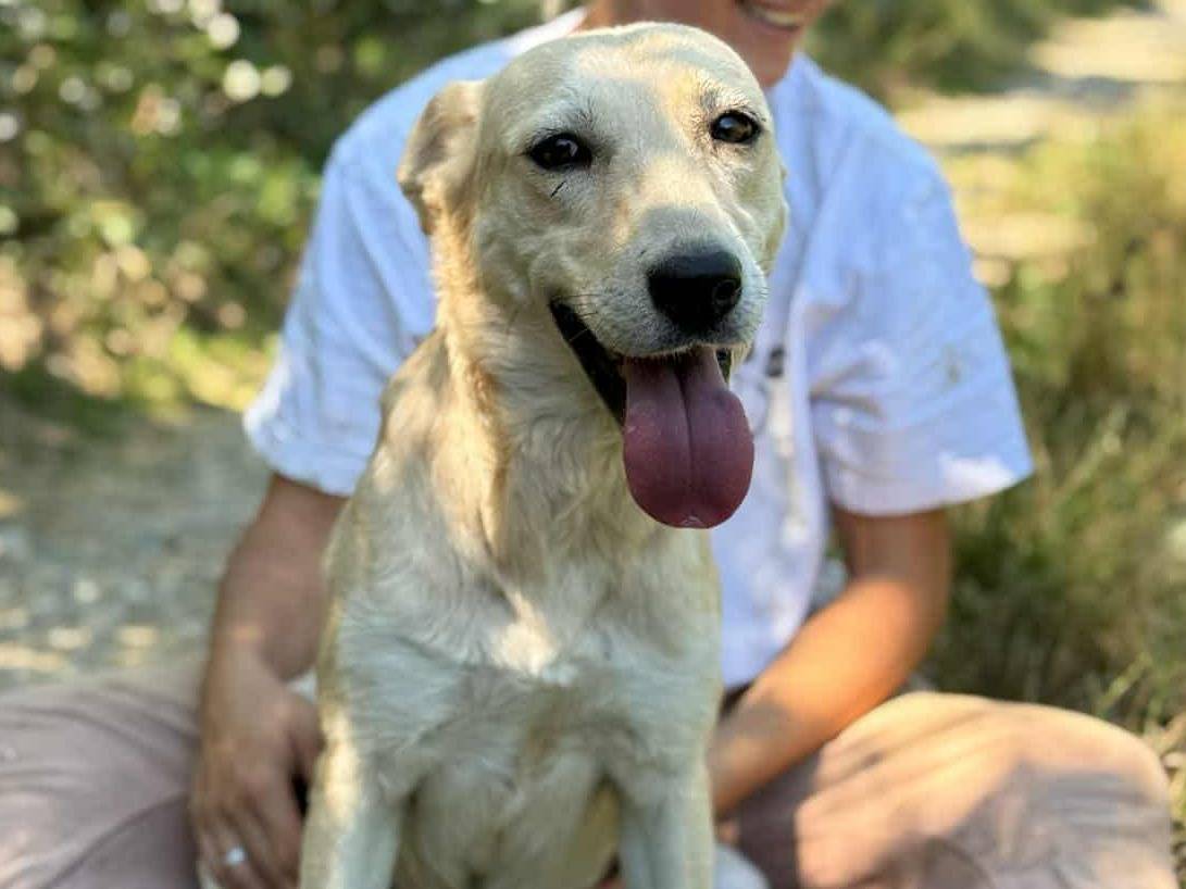 Adozione cane, femmina, Razza sconosciuta Razza sconosciuta, 3 anni e 5 mesi, taglia media contenuta, Firenze