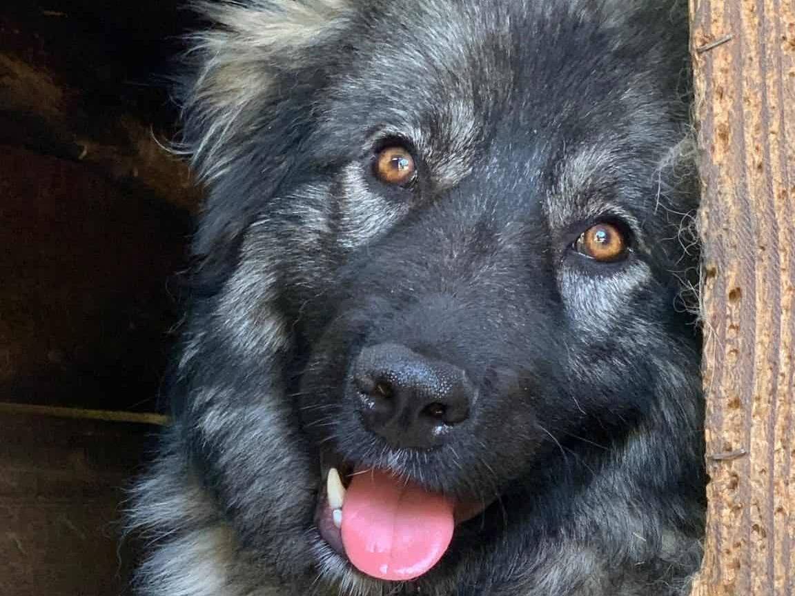 Adozione cane, femmina, Razza sconosciuta Razza sconosciuta, 9 mesi, taglia gigante, Firenze