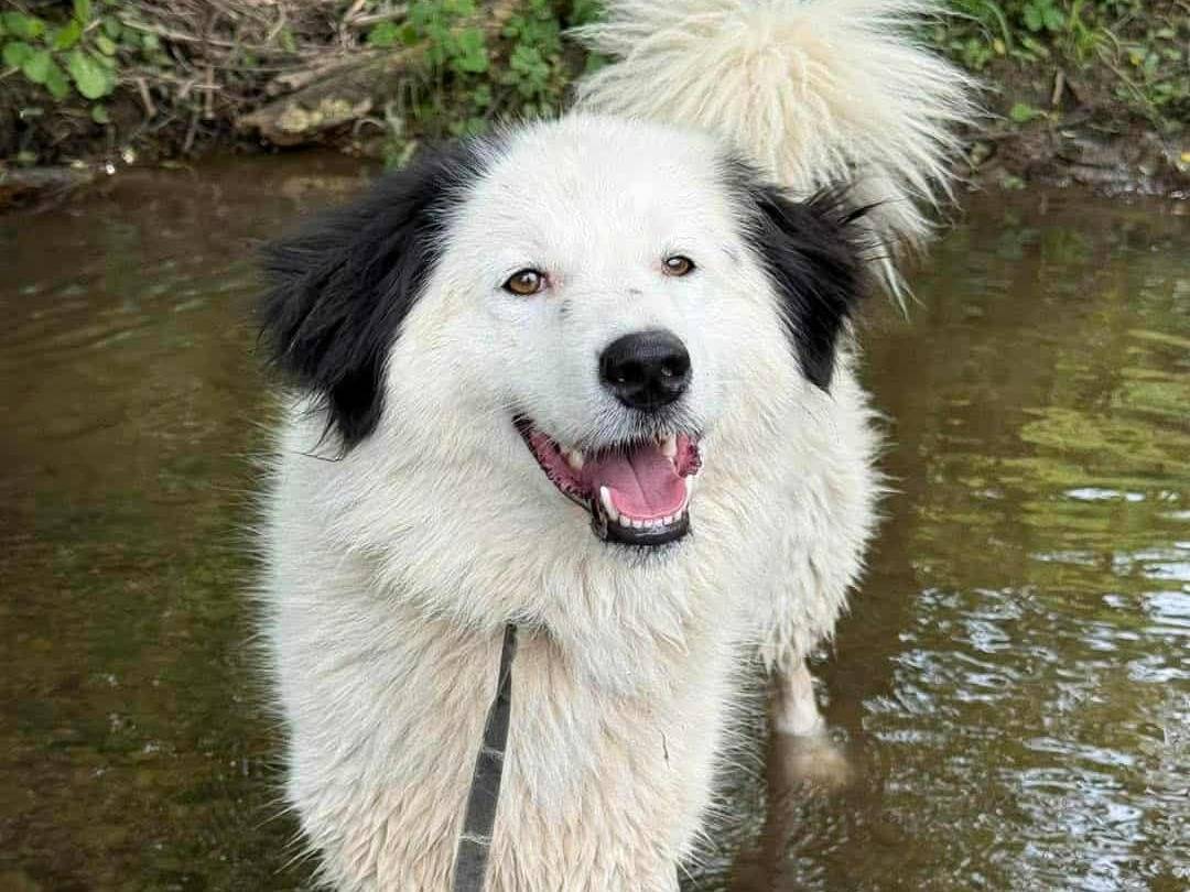 Adotta il cane DAPHNE a Firenze