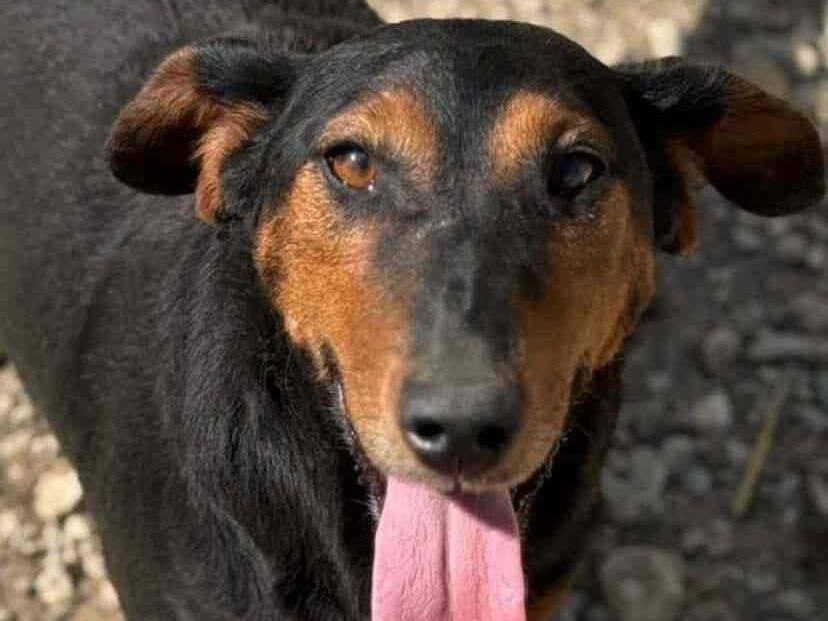 Adotta un cane, femmina, 2 anni e 10 mesi, Firenze