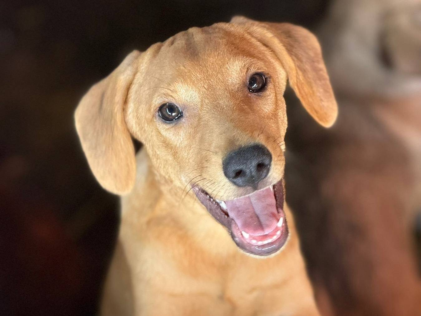 Adotta il cane ARIS ARES e ARON a Firenze