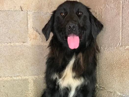 Vuoi adottare un cane a Firenze?