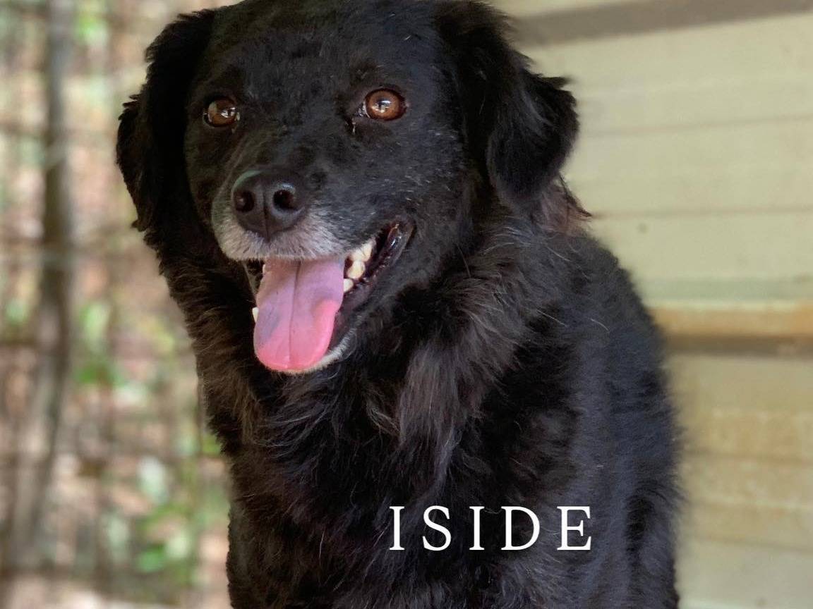 Adotta il cane CHEOPE e ISIDE a Firenze