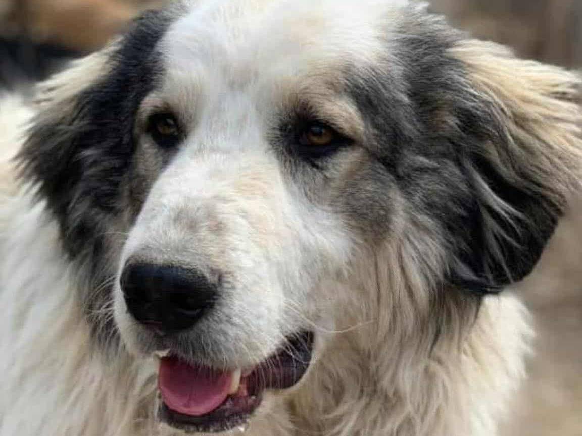 Adotta il cane GRISU a Firenze