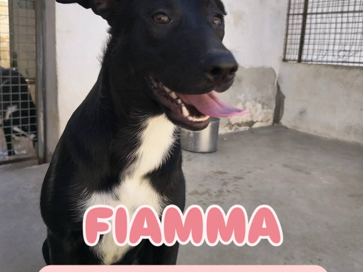 Adozione cane, femmina, Razza sconosciuta Razza sconosciuta, 8 mesi, taglia media contenuta, Caserta