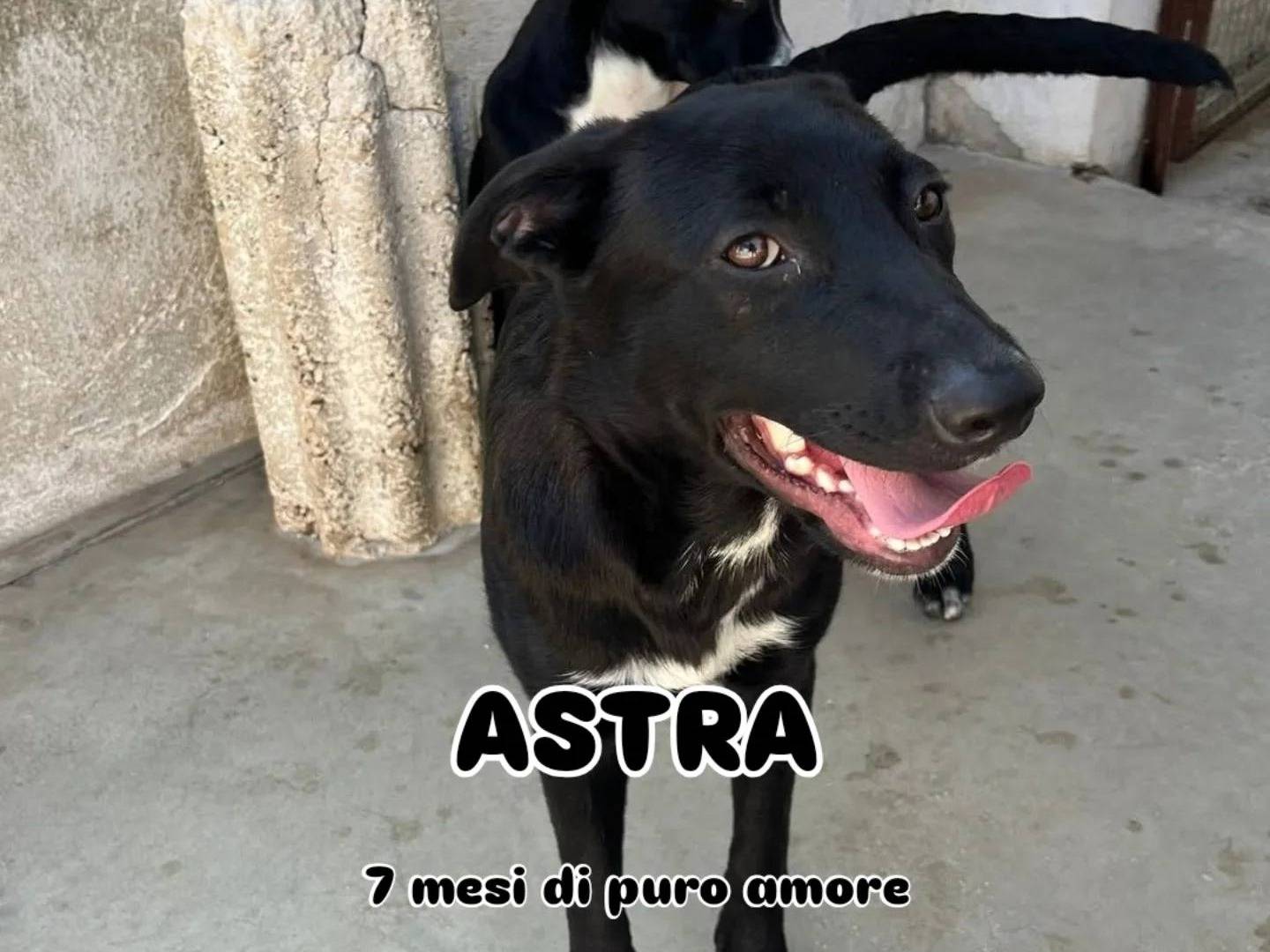 Adotta un cane, femmina, 9 mesi, Caserta