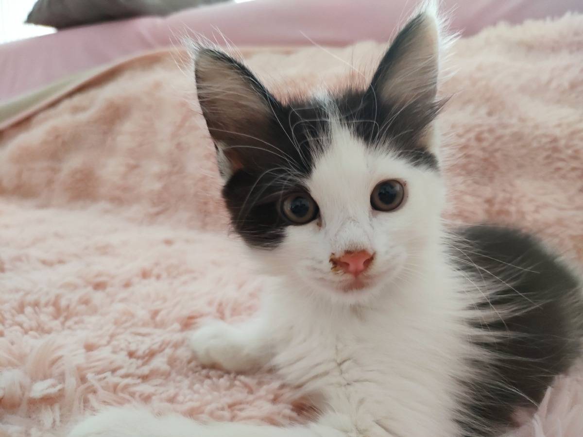 Adozione gatto, maschio, Razza sconosciuta Razza sconosciuta, 1 mesi, taglia non valida, Roma