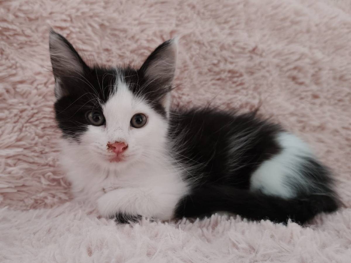 Adotta un gatto, maschio, 1 mesi, Roma