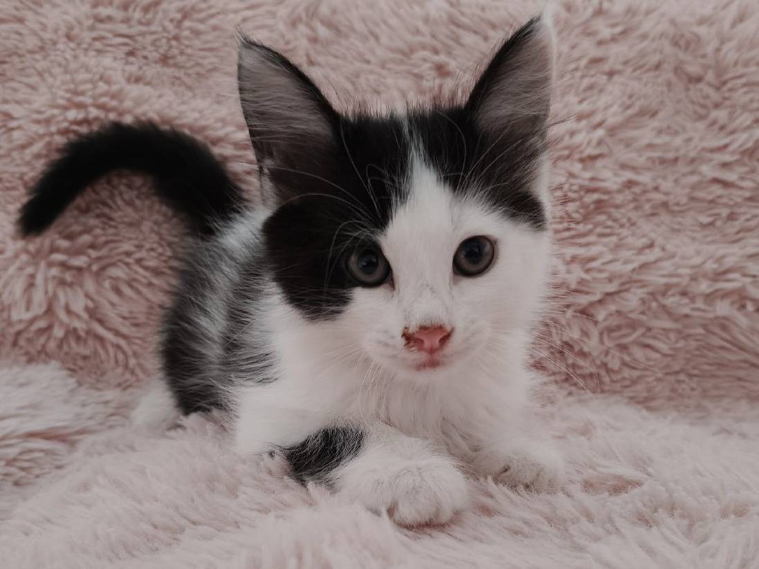 Adotta un gatto, taglia non valida, maschio, Roma