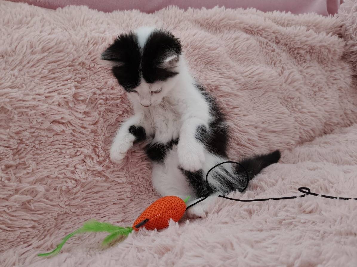 Vuoi adottare un gatto a Roma?