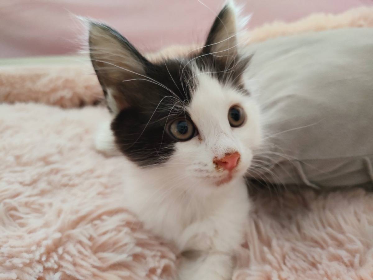 Adotta il gatto Biancospino a Roma