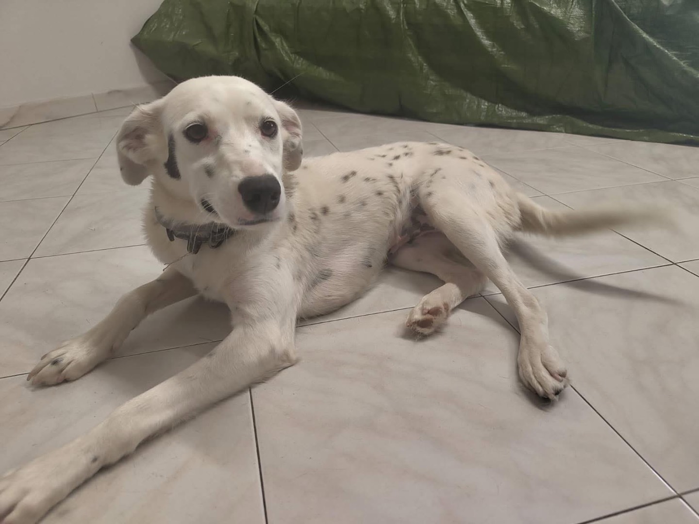 Adozione cane, femmina, Dalmata Razza sconosciuta, 1 anno e 2 mesi, taglia media, Avellino