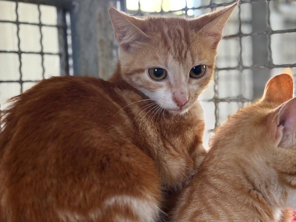 Adozione gatto, femmina, Razza sconosciuta Razza sconosciuta, 3 mesi, taglia non valida, Pisa