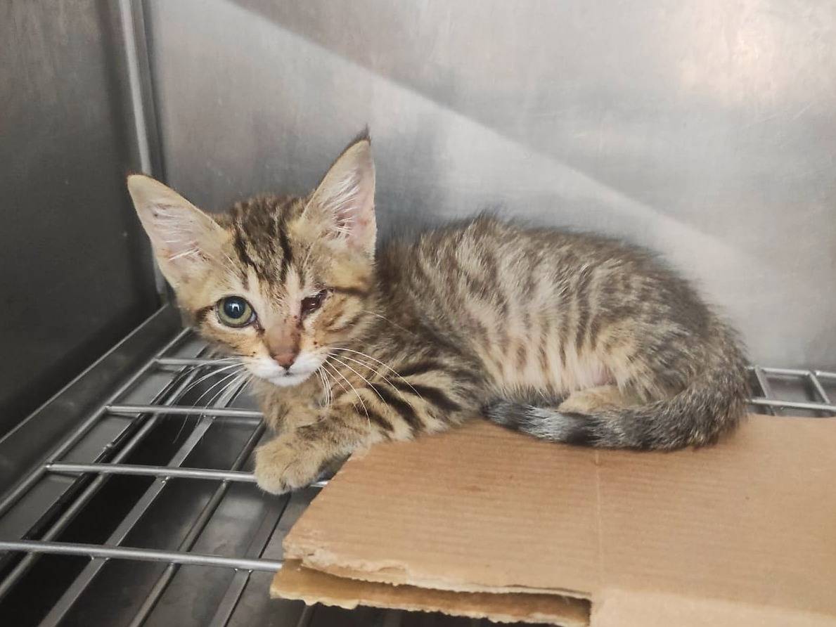 Adozione gatto, maschio, Razza sconosciuta Razza sconosciuta, 1 mesi, taglia non valida, Milano