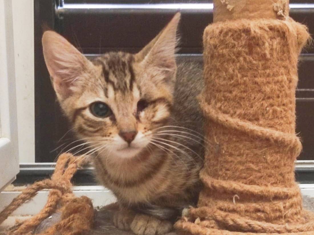 Adotta un gatto, maschio, 1 mesi, Milano