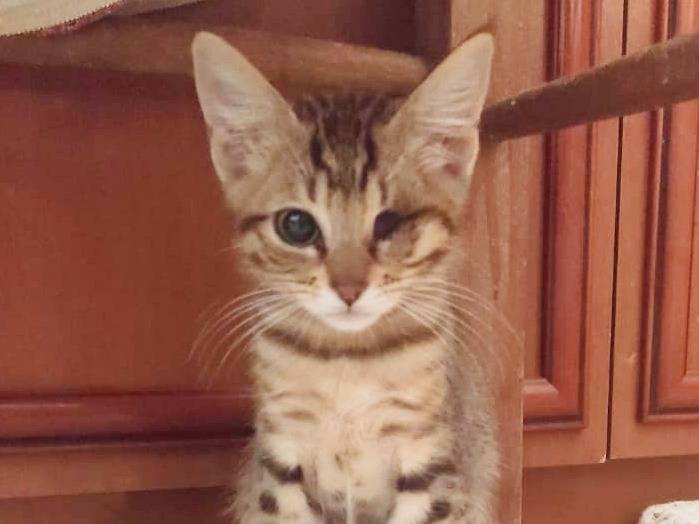 Adotta un gatto, taglia non valida, maschio, Milano