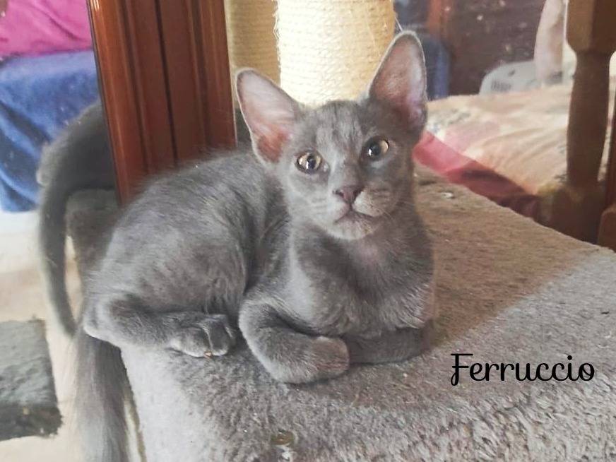 Adozione gatto, maschio, Razza sconosciuta Razza sconosciuta, 1 mesi, taglia non valida, Cremona