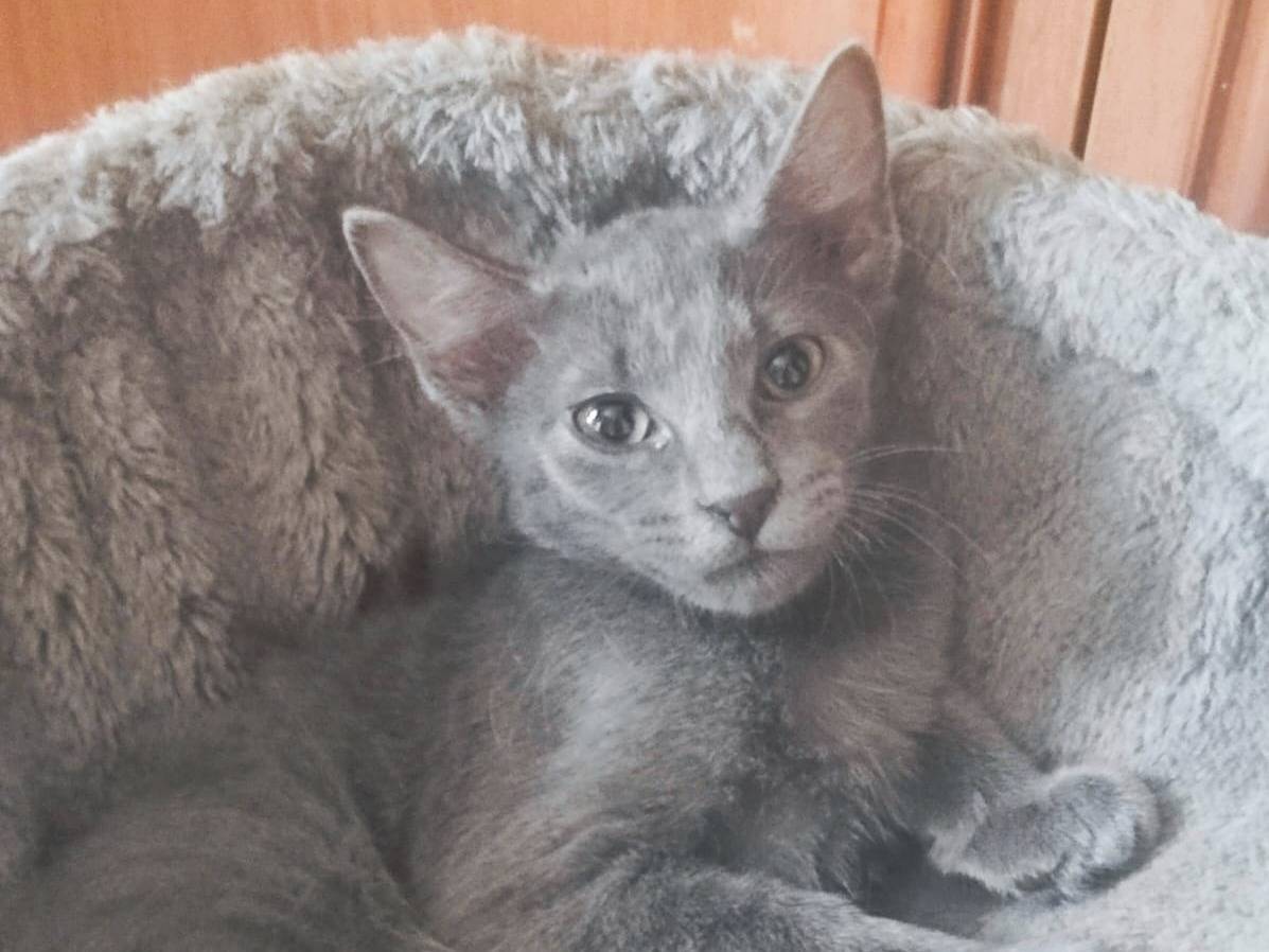 Adotta un gatto, maschio, 1 mesi, Cremona