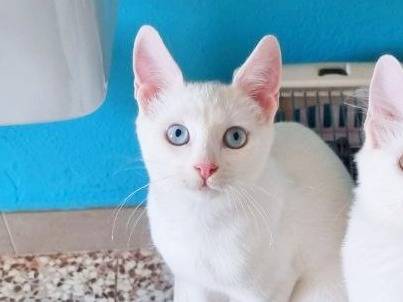 Vuoi adottare un gatto a Cremona?