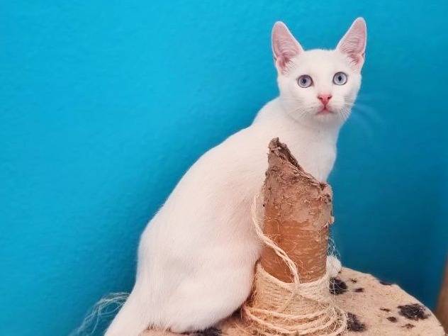 Adotta il gatto SPOKE a Cremona
