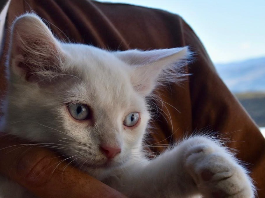 Adozione gatto, femmina, Razza sconosciuta Razza sconosciuta, 2 mesi, taglia non valida, Enna