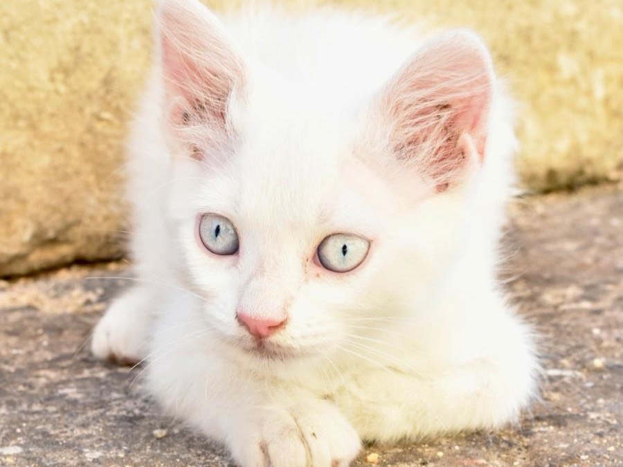 Adotta un gatto, femmina, 2 mesi, Enna