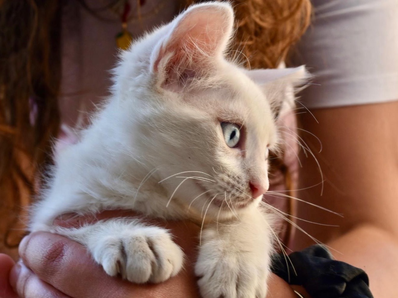 Adotta un gatto, taglia non valida, femmina, Enna
