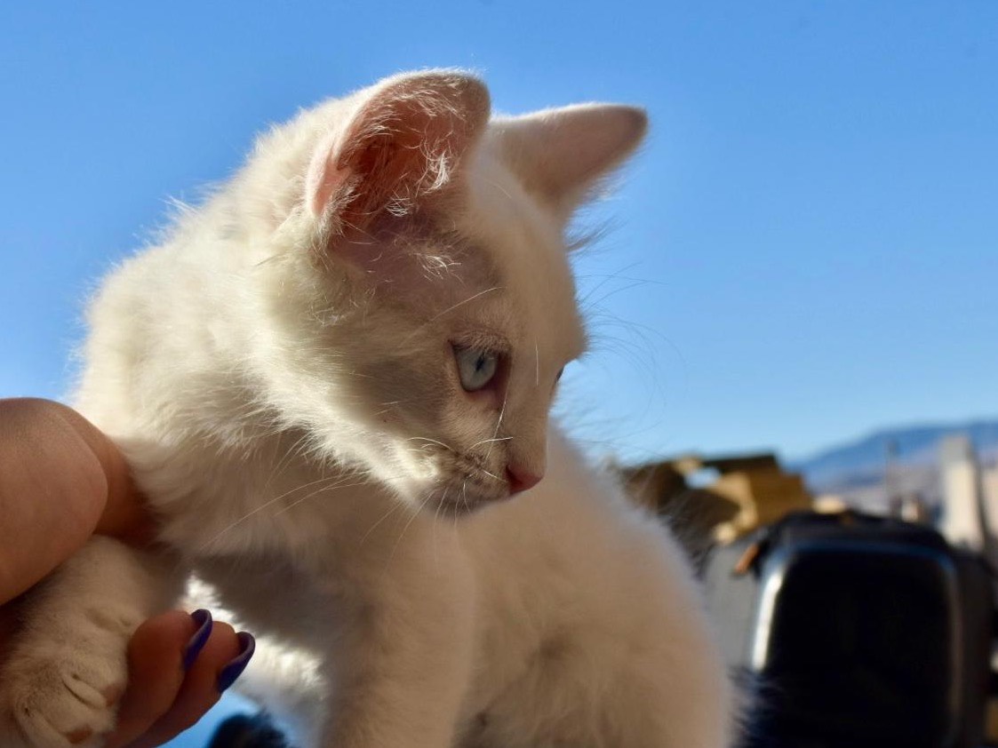Adotta il gatto Nuvoletta  a Enna