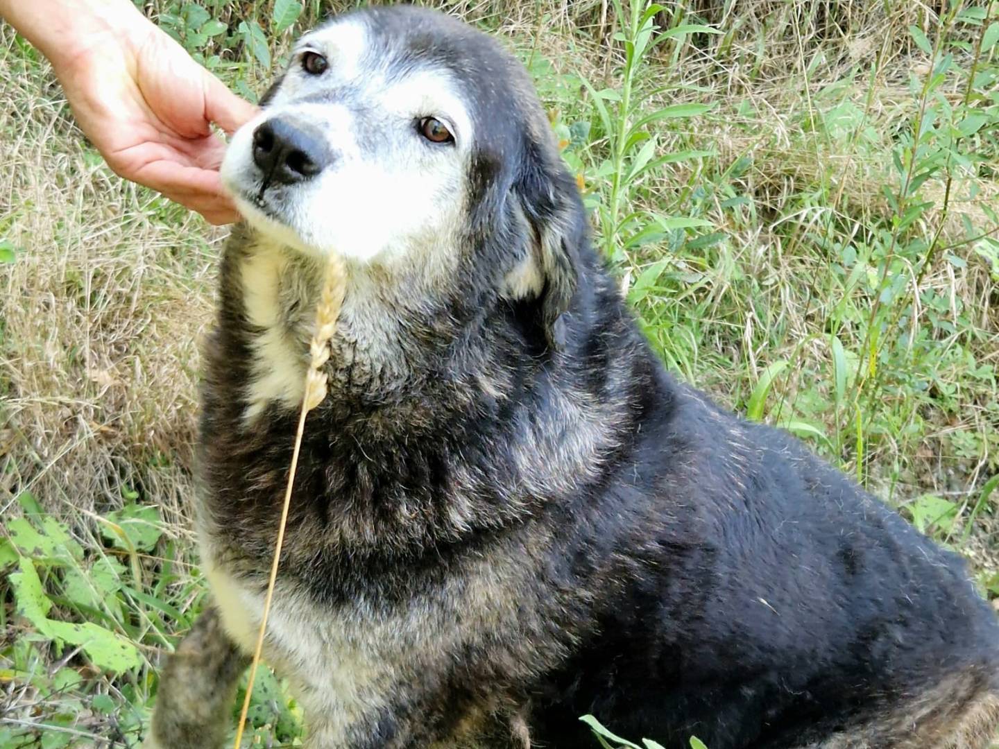 Adozione cane, maschio, Razza sconosciuta Razza sconosciuta, 9 anni e 2 mesi, taglia grande, Cosenza