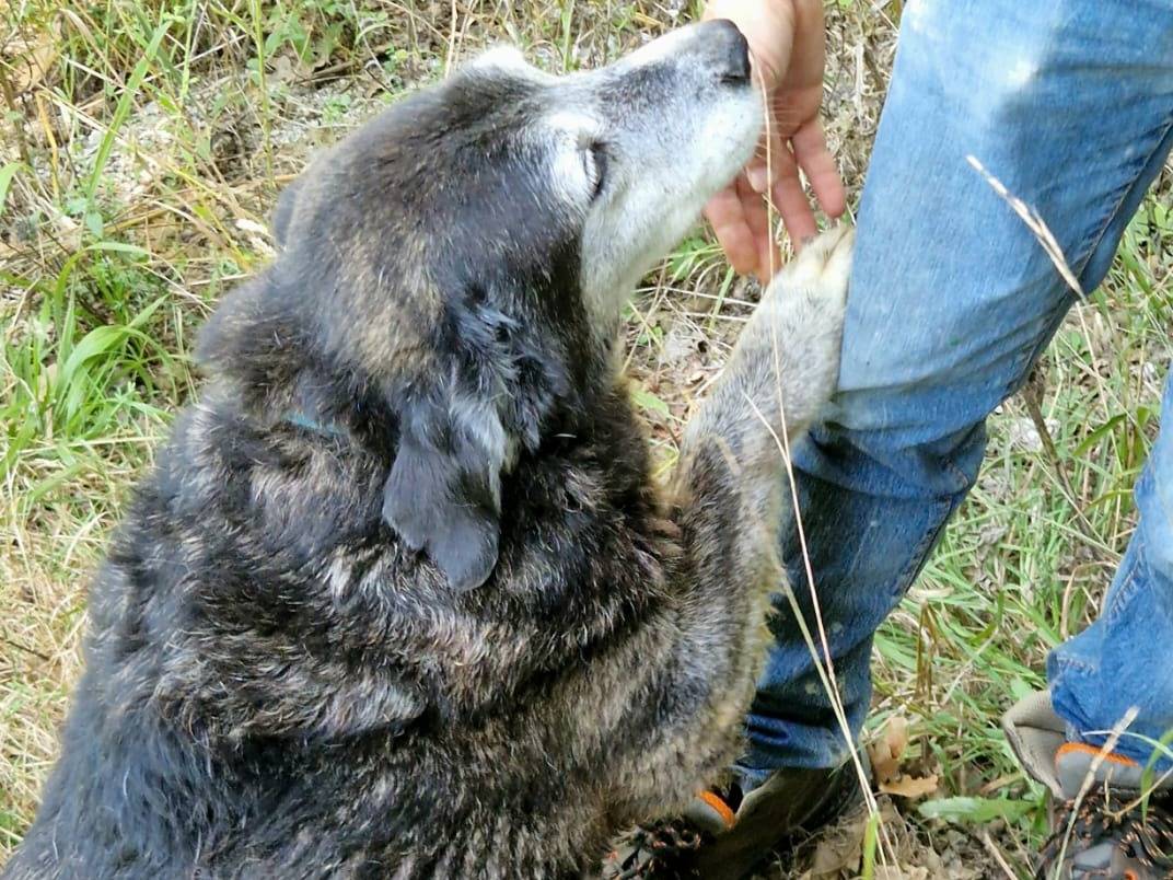 Adotta un cane, maschio, 9 anni e 2 mesi, Cosenza