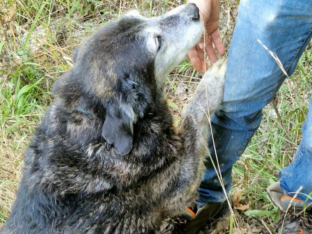 Adotta un cane, maschio, 9 anni e 2 mesi, Cosenza